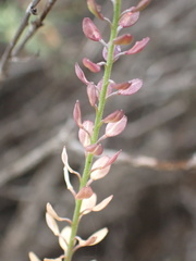 Lepidium africanum divaricatum