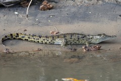 Crocodylus niloticus africanus