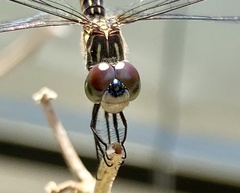 Pachydiplax longipennis image