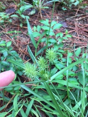 Cyperus echinatus
