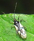 Eccritotarsus pomacochanus