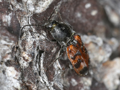 Pseudanostirus