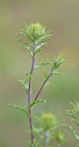 Carline Thistle