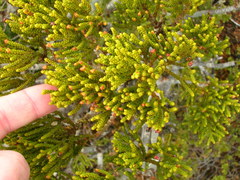 Veronica poppelwellii