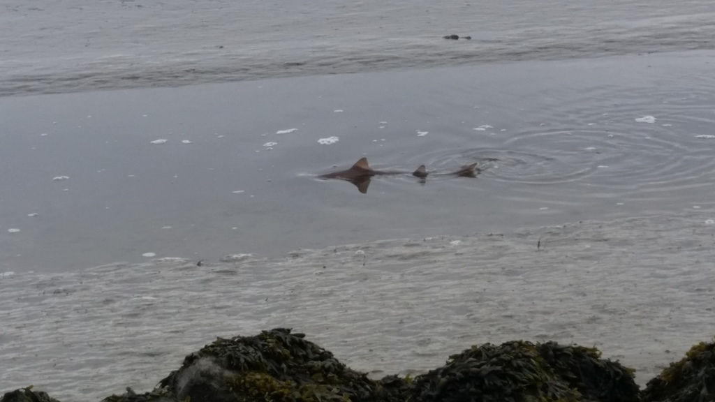 Starry Smooth-hound (Mustelus asterias)