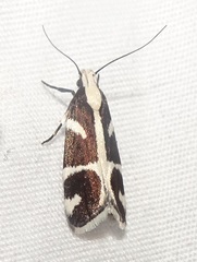 Epilechia catalinella