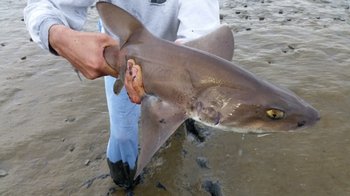 Starry Smoothhound