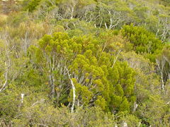 Veronica poppelwellii