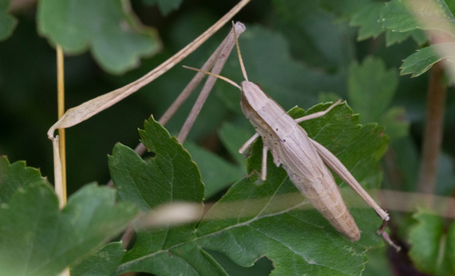 Gold Grasshopper, Maastricht, NL-LI, NL, photo 5 of 10