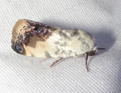 Acontia behrii