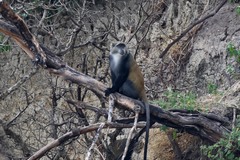 Cercopithecus mitis monoides