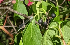 Enallagma exsulans