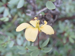 Roepera debilis