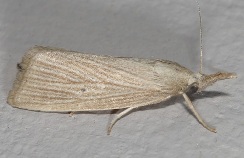 Diatraea evanescens Dyar, 1917