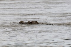 Crocodylus niloticus africanus
