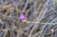 Monardella linoides