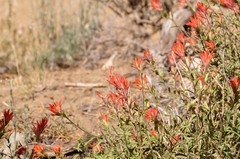 Castilleja montigena