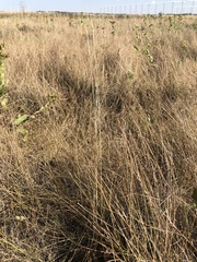Hesperostipa curtiseta