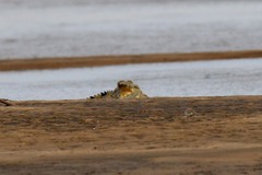 Crocodylus niloticus africanus