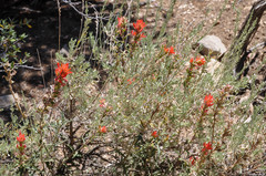 Castilleja montigena