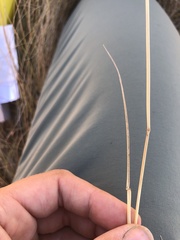 Hesperostipa curtiseta