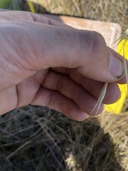 Hesperostipa curtiseta