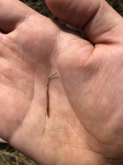 Hesperostipa curtiseta