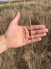 Hesperostipa curtiseta