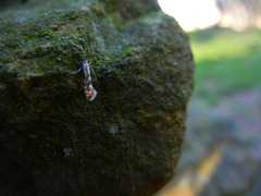 Phyllonorycter sorbi