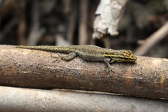 Lygodactylus picturatus