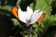 Colotis euippe