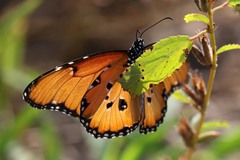Danaus chrysippus dorippus