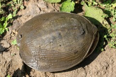 Cycloderma frenatum