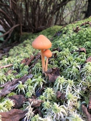 Entoloma salmoneum