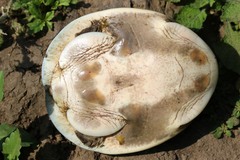 Cycloderma frenatum