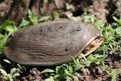 Cycloderma frenatum