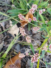 Persicaria