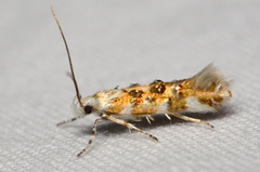 Stagmatophora iridella