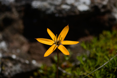 Pauridia linearis
