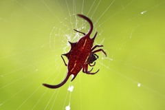 Gasteracantha falcicornis