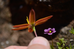 Pauridia linearis