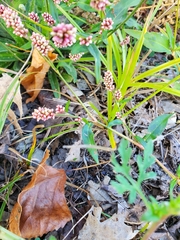 Persicaria