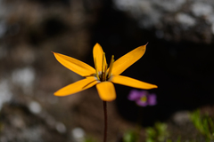 Pauridia linearis