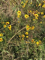 Coreopsis tinctoria