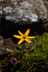 Pauridia linearis