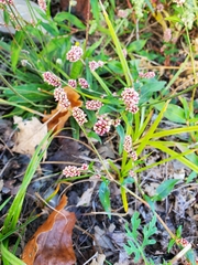 Persicaria