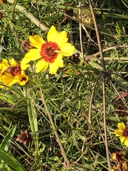 Coreopsis tinctoria