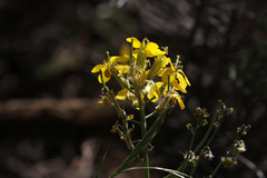 Erysimum perenne