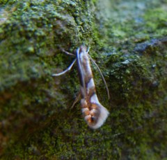 Phyllonorycter sorbi