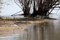 Crocodylus niloticus africanus